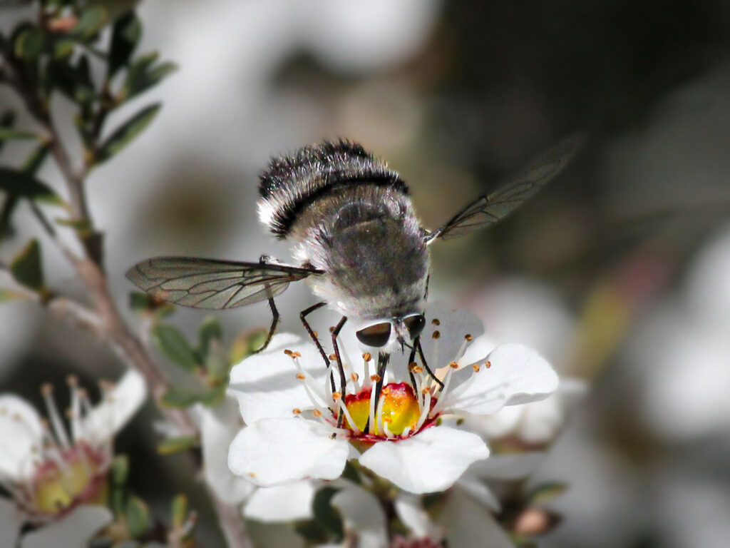 Black & White Striped Bee Fly feeding from a Teatree flower