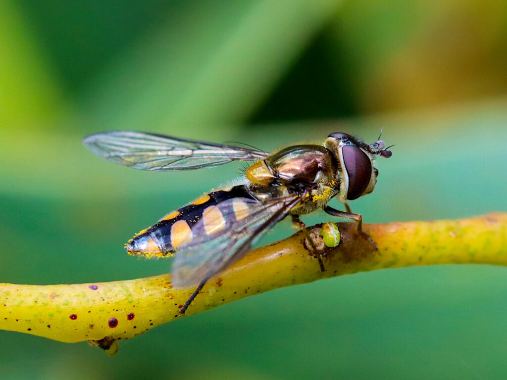 Common Halfband Fly on a Golden Wattle branch