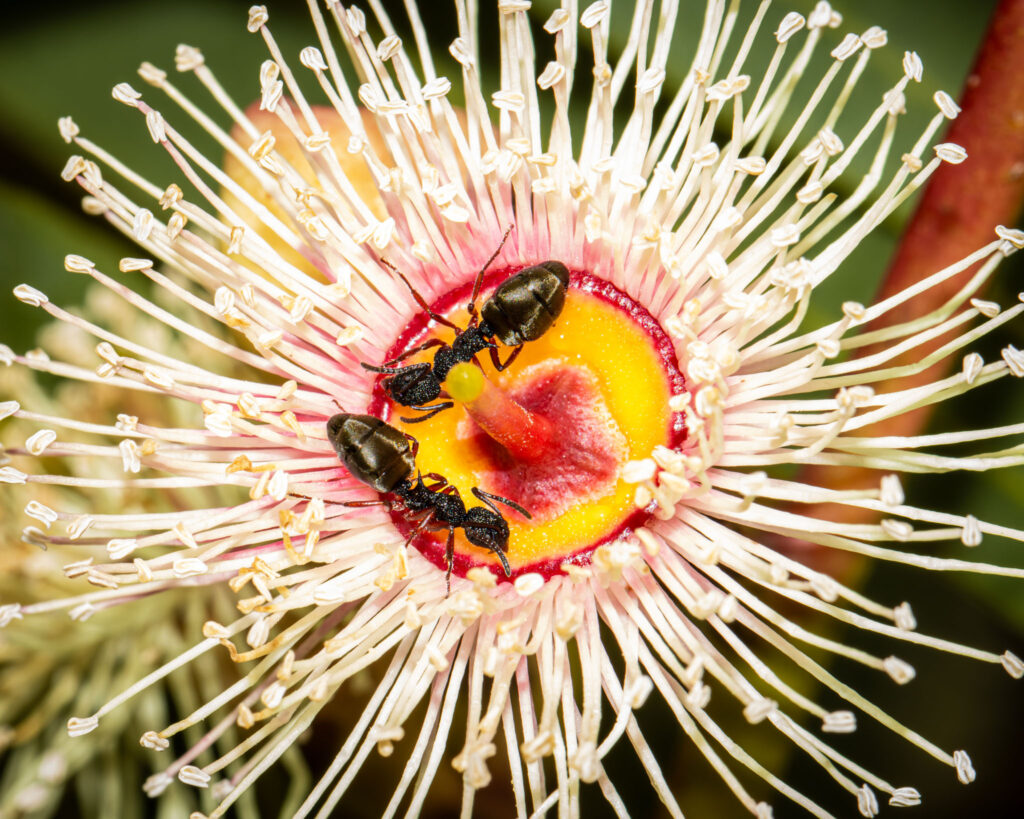 Two Dolichoderus scabridus Ants on a Cup Gum flower.