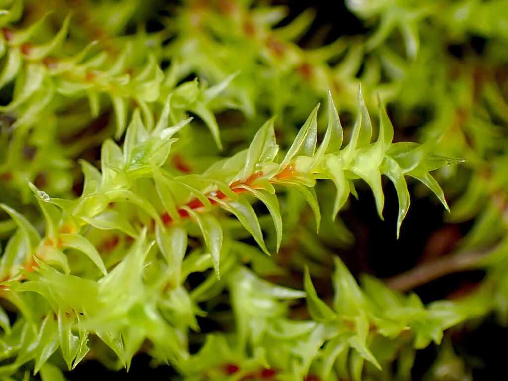 Close up of a Triquetrella papillata Moss