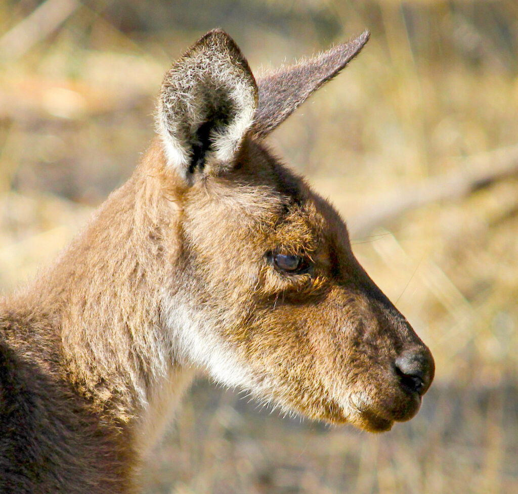 Close up photo of the head of a Western Grey Kangaroo (Macropus fuliginosus)