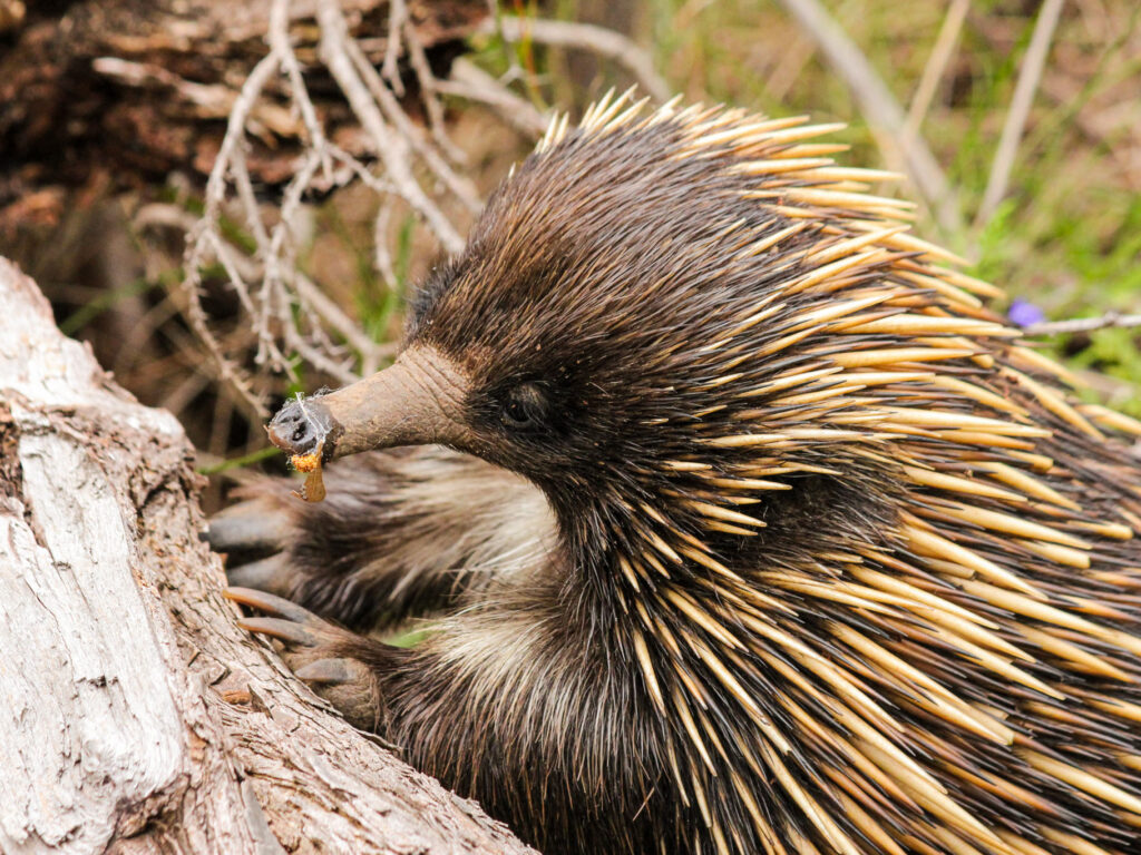 Close up photo of an Echidna searching for food in a log