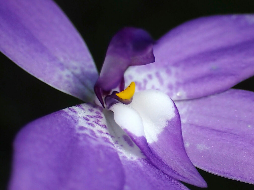 Close up photo of the center of a Waxlip Orchid (Glossodia major) flower.