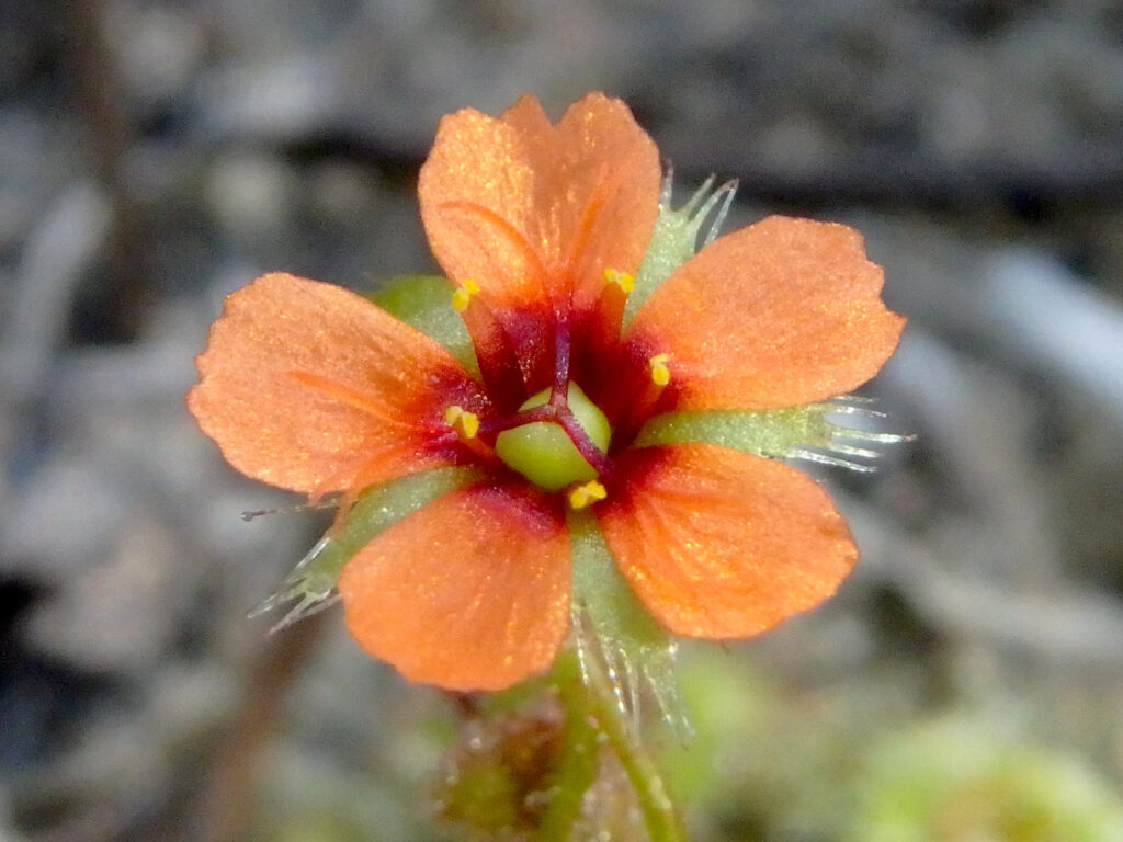 A close up photo of a Pimpernel Sundew (Drosera glanduligera) flower.