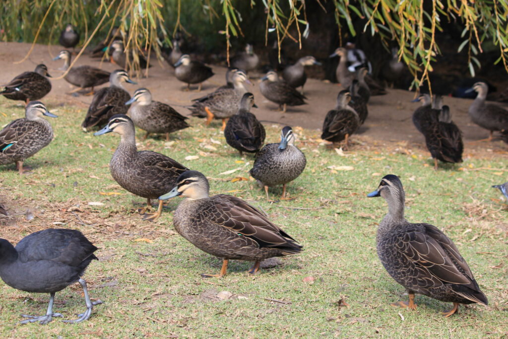 A photo of a group of Pacific Black hybrid ducks by a pond.