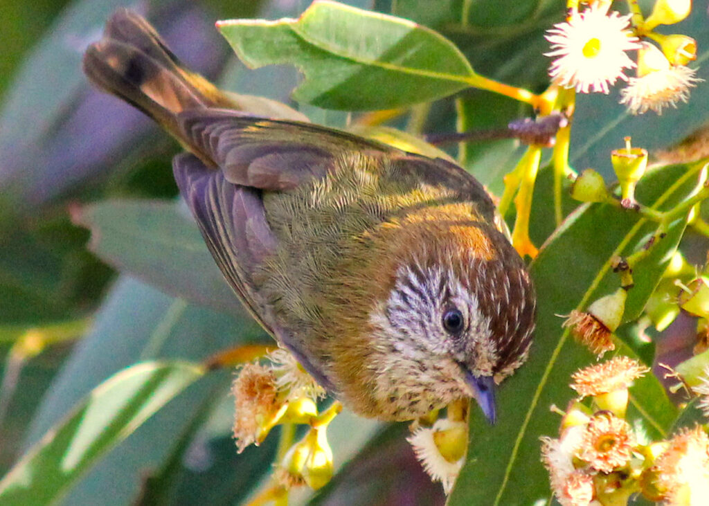 A close up photo of a Striated Thornbill (Acanthiza lineata) in a Gum Tree.